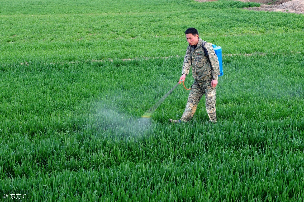 介绍十大除草剂建议收藏,除草剂能用到哪些农作物