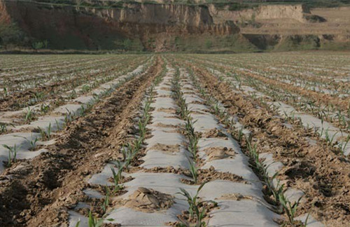 草莓盖完地膜后要注意哪些,夏天种冬瓜盖地膜要注意什么