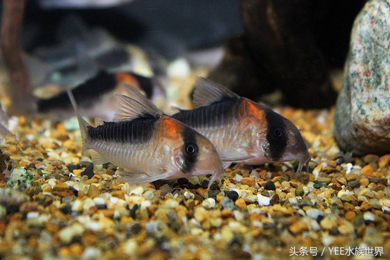 鱼店误把马克当灯鱼卖给我，半缸灯鱼成了饲料，我亏了还是赚了？