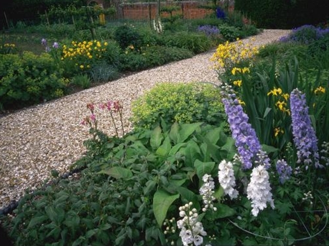 飞燕草几月种适合,小花飞燕草开花后需要修剪吗