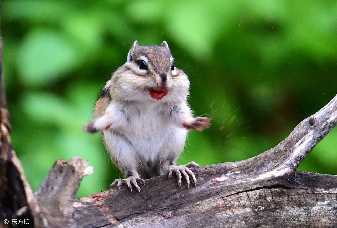 松鼠能驯养吗,松鼠能人工饲养吗
