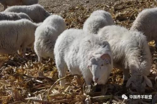 养羊注意什么问题,养羊要怎么办手续