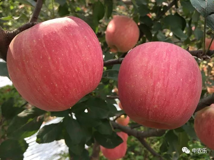 苹果上色需要辅助措施,采取哪些措施可以让苹果上色更好