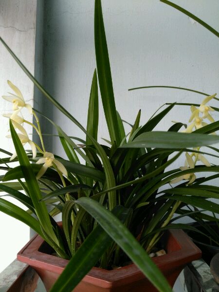 兰花防烂根最好方法,春季兰花烂根用什么药