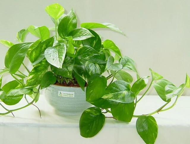 家里种植防辐射的植物,什么小植物可以防辐射