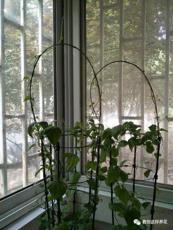 山药发芽全过程,山药发芽了埋地里行不