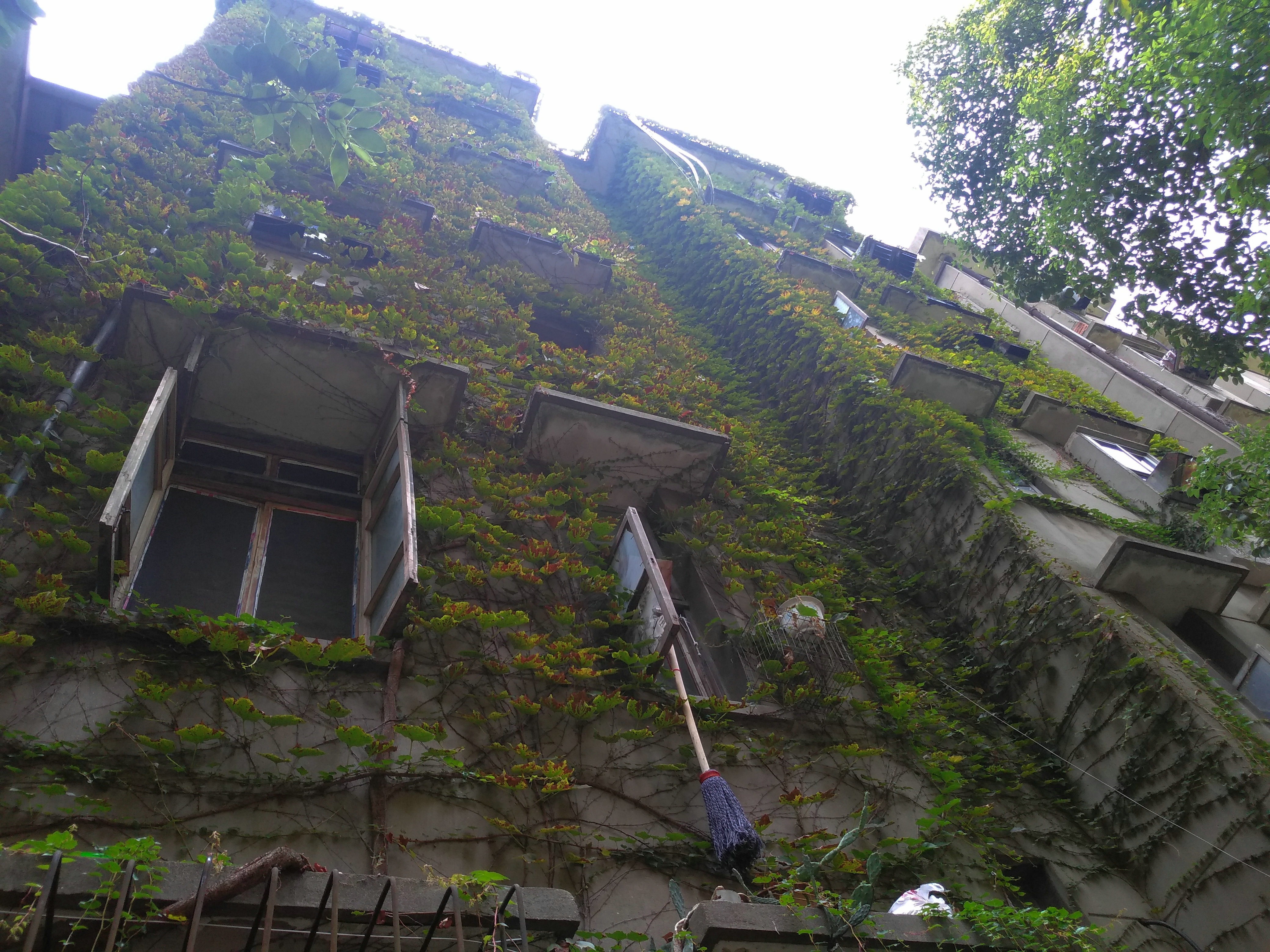 爬山虎满墙有人欢喜有人愁