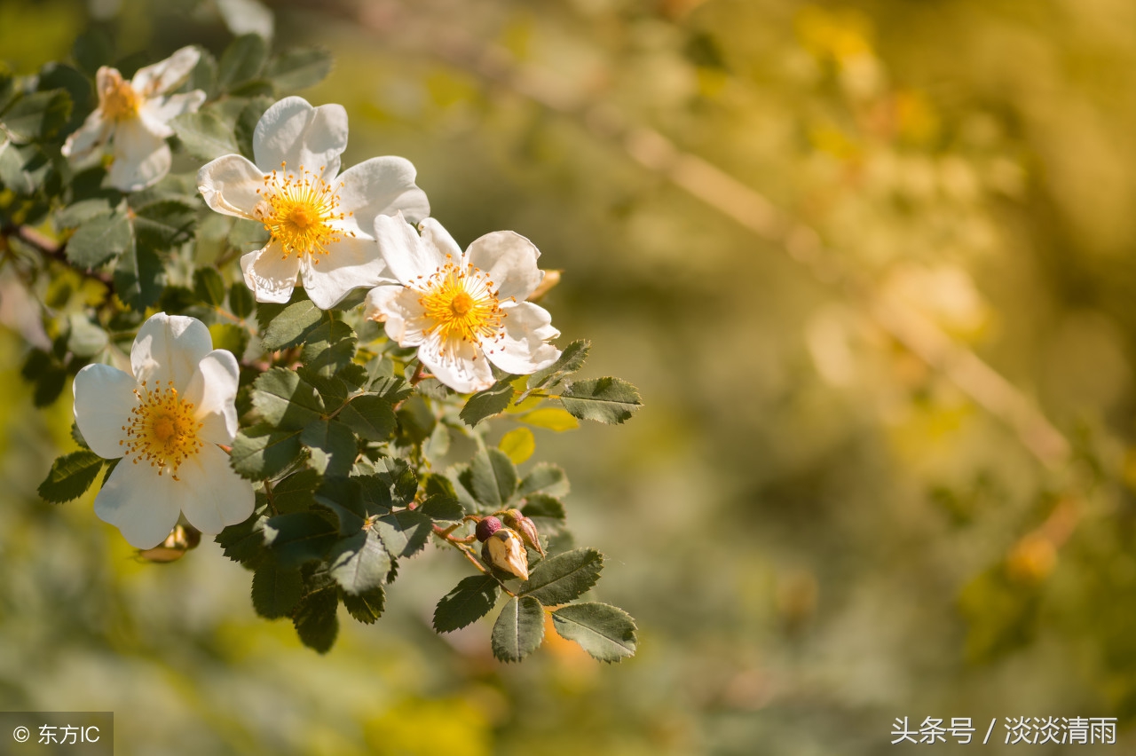 妙趣横生读音,妙趣横生的诗意