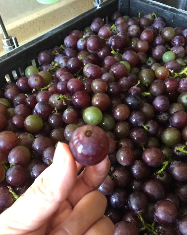 自酿葡萄酒怎么判断葡萄酒坏掉了,葡萄酒怎么酿家庭版