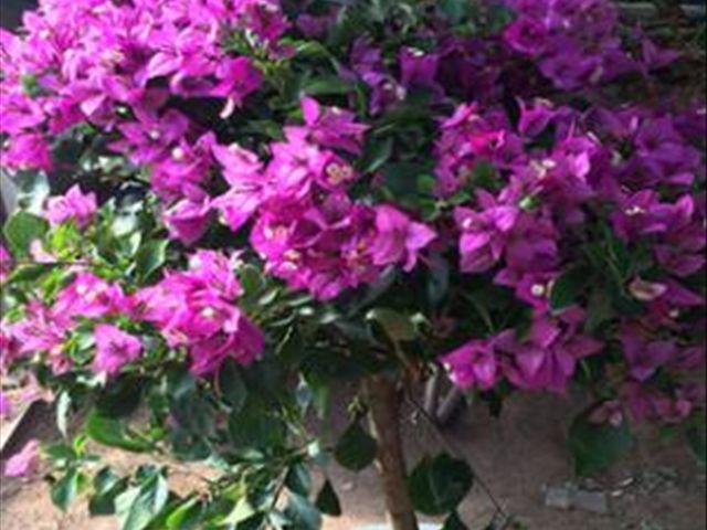 中国红三角梅叶子发卷吗,三角梅干的叶子发卷怎么办