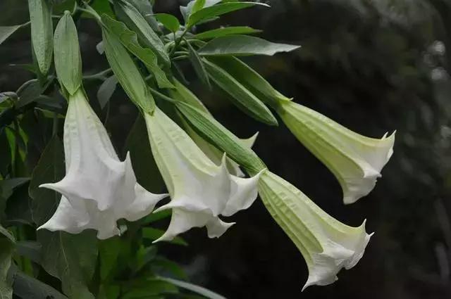 秋葵与曼陀罗的区别,秋葵与曼陀罗花