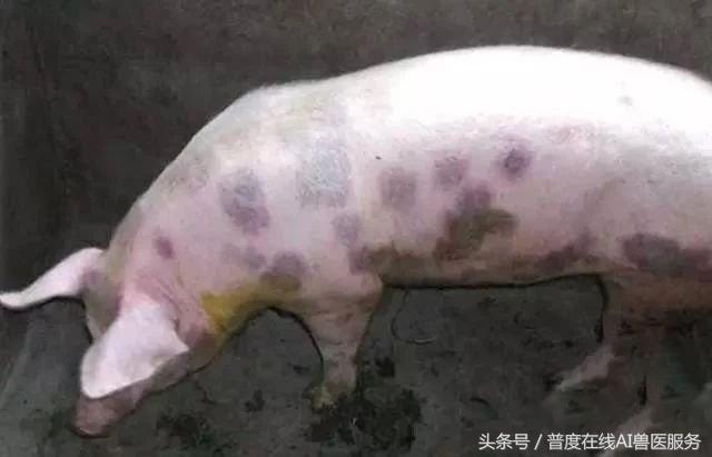 无疹块猪丹毒误诊为蓝耳？大猪死亡率高！