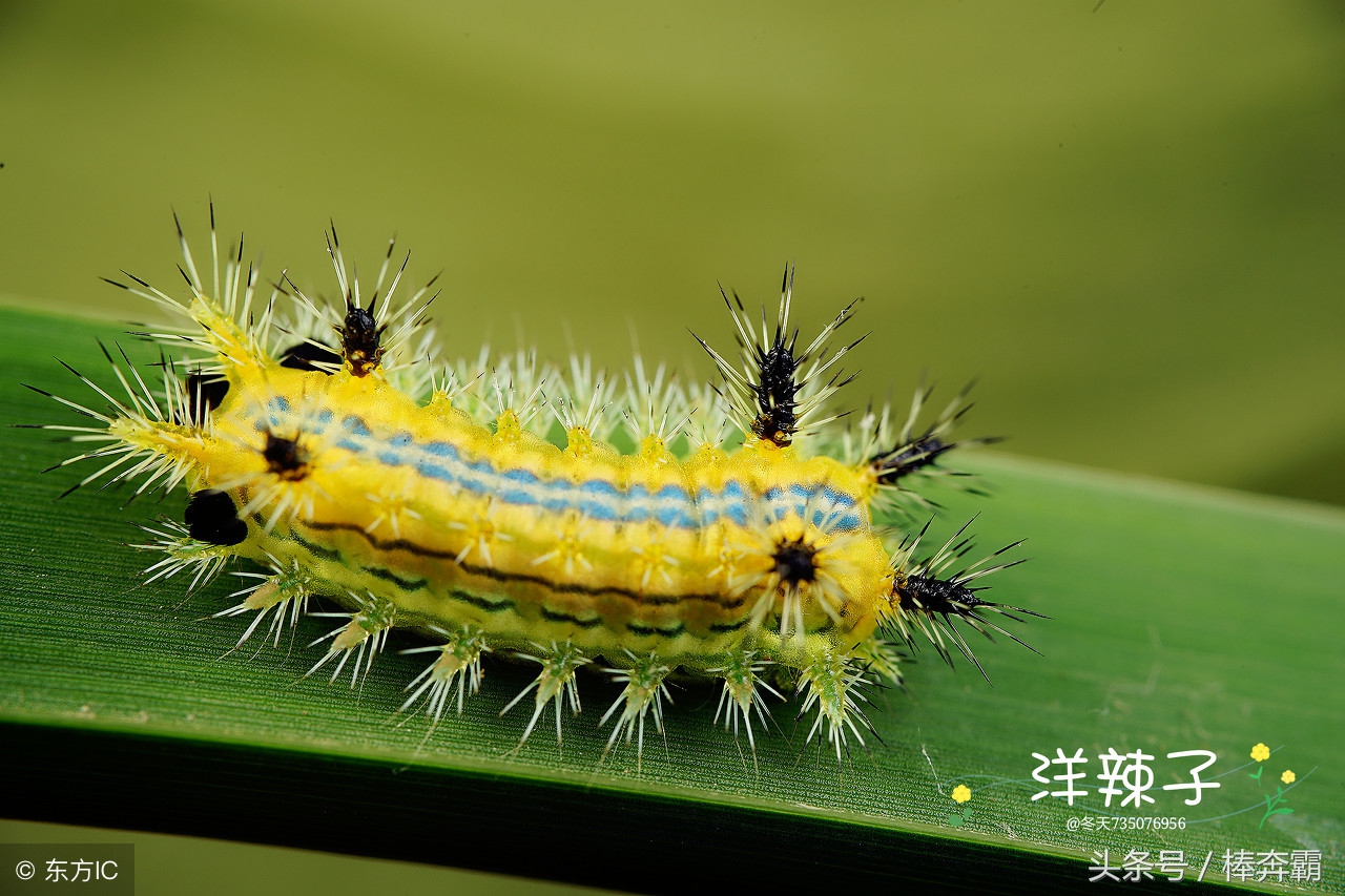 森林里容易咬人的小虫子有哪些,国内常见会咬人的昆虫图片