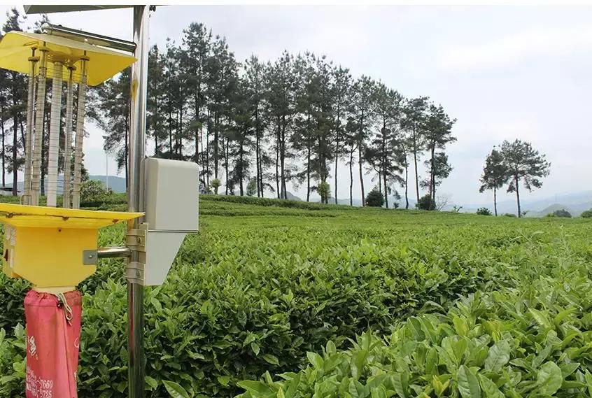 湖南千亿茶产业,湖南茶业产业发展现状