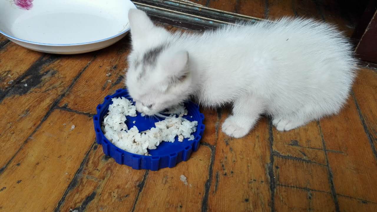 豆哥是一只松鼠,豆哥真实搞笑视频