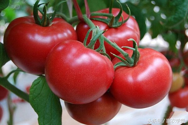 番茄髓部坏死是怎么回事,番茄细菌性髓部坏死的发病原因