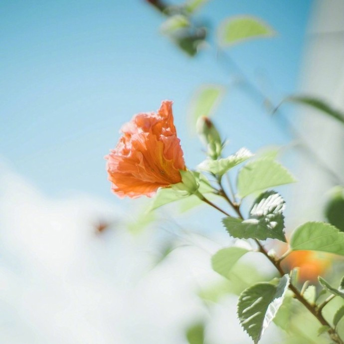 心灵鸡汤正能量经典句子,读心灵鸡汤后的受用的感悟