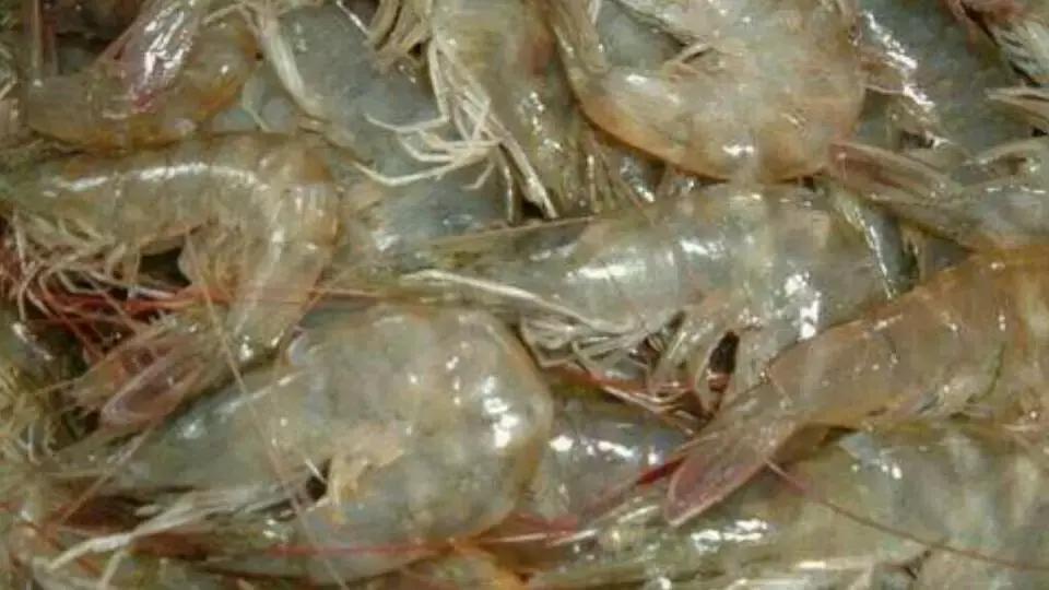 长春吃海鲜的地方排行榜,长春24小时自助吃海鲜的好地方