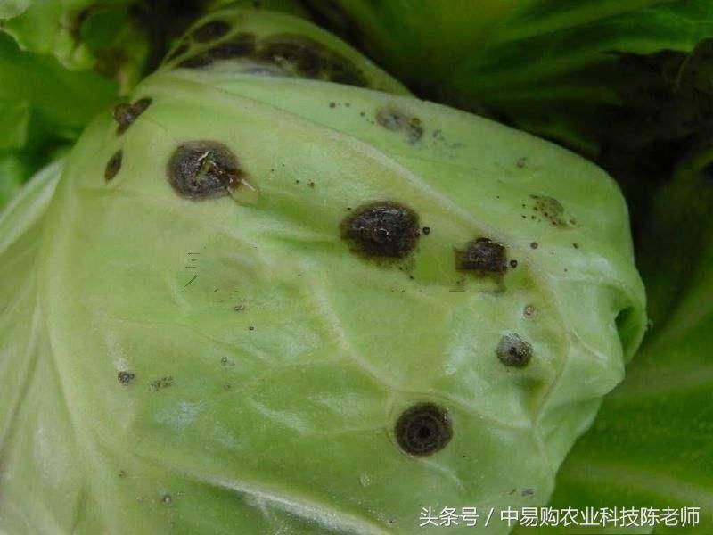 甘蓝包菜外叶病害图与防治,甘蓝育苗期病害防治
