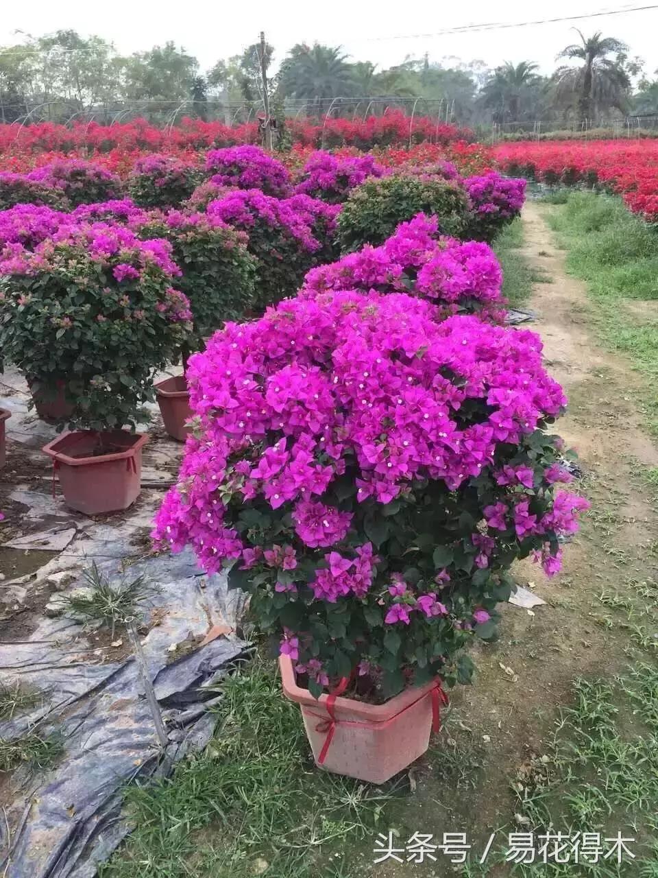 老枝杜鹃如何扦插,老枝杜鹃怎么扦插