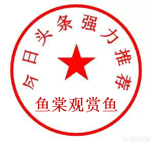 见到这只鱼大伙都要喊它爷爷,结局竟被安乐死,人们却表示赞同