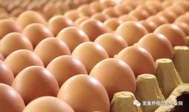 0.015元=0.6元,只有蛋多舒,一药解决增蛋,输卵管炎,肠炎腹泻纯中药无任何抗生素