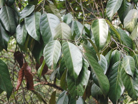 海南特有木材有哪些,海南有哪些珍贵木材