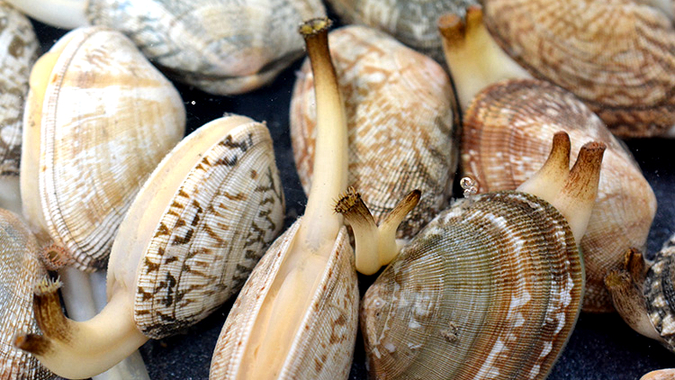 蛏子扇贝各种贝类如何区分,海鲜蛏的品种大全