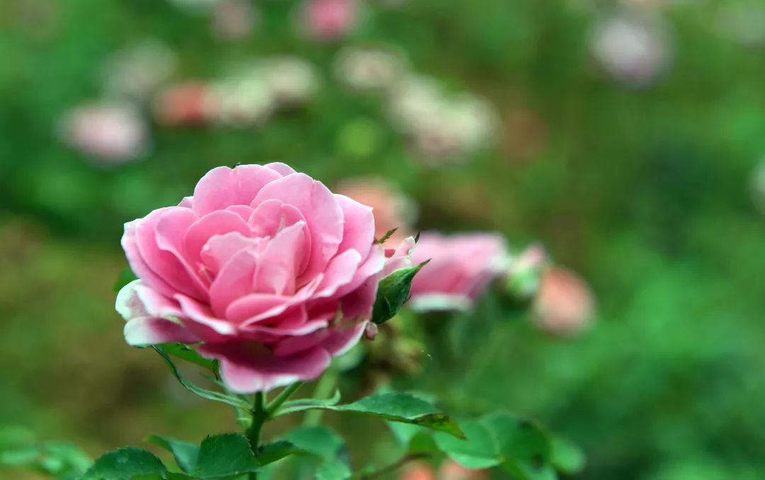 惊喜！8月24日黄姚花海景区免费入园了，这些“仙境”你舍得错过吗？