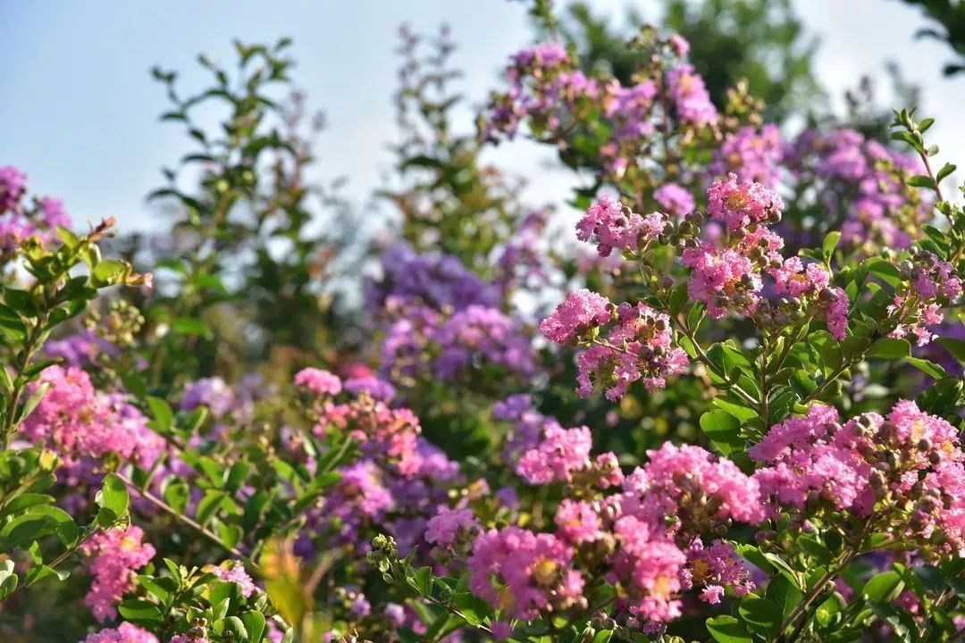 惊喜！8月24日黄姚花海景区免费入园了，这些“仙境”你舍得错过吗？