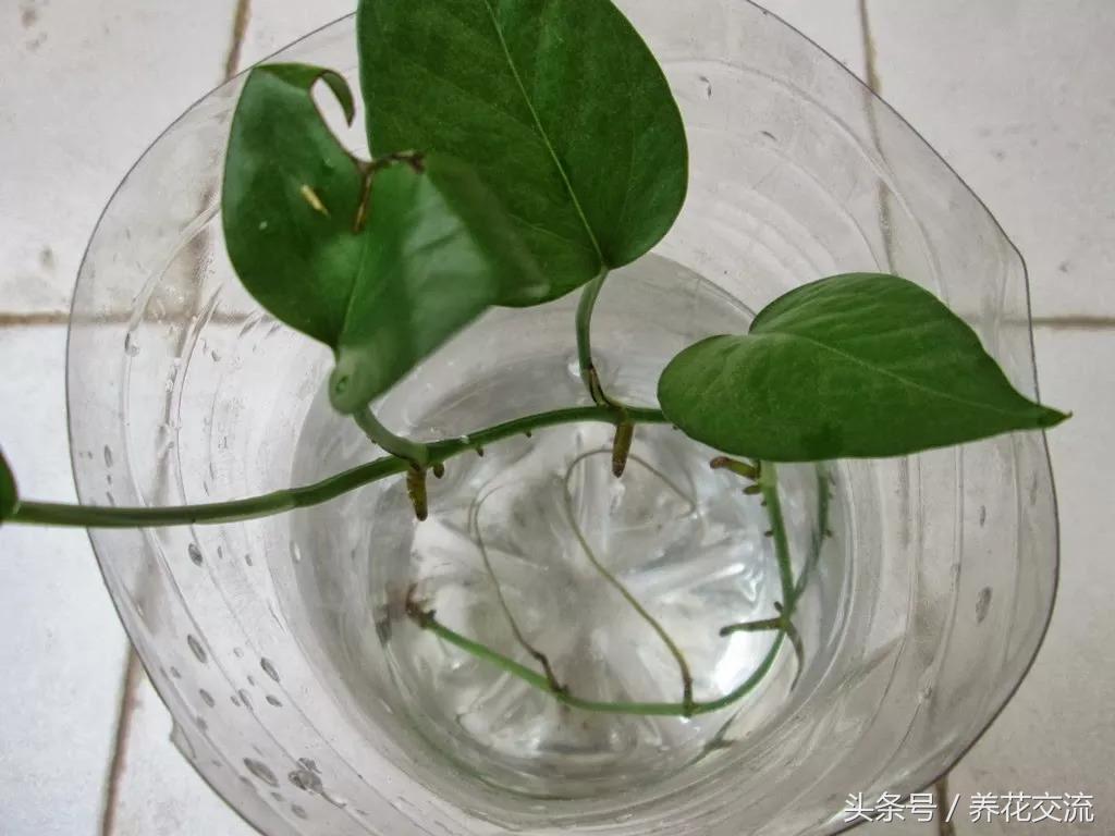 花卉绿萝的培养方法和技巧图片,绿萝繁殖最简单的方法图解