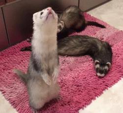 什么貂适合宠物猫咪,宠物貂跟猫咪