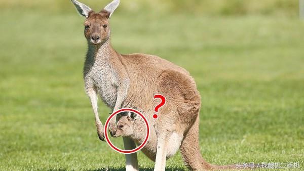 袋鼠袋子里有粪便怎么办,袋鼠袋子里住着一窝鸟