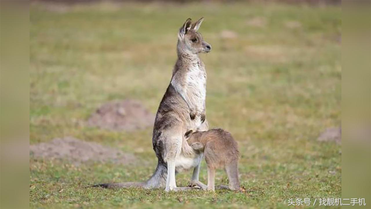 袋鼠的袋子里有什么原视频,袋鼠的袋子里面是什么