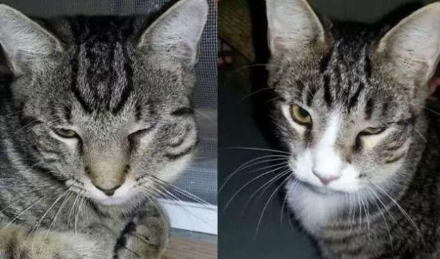 猫狗容易得的病是什么病,猫狗的奇怪现象