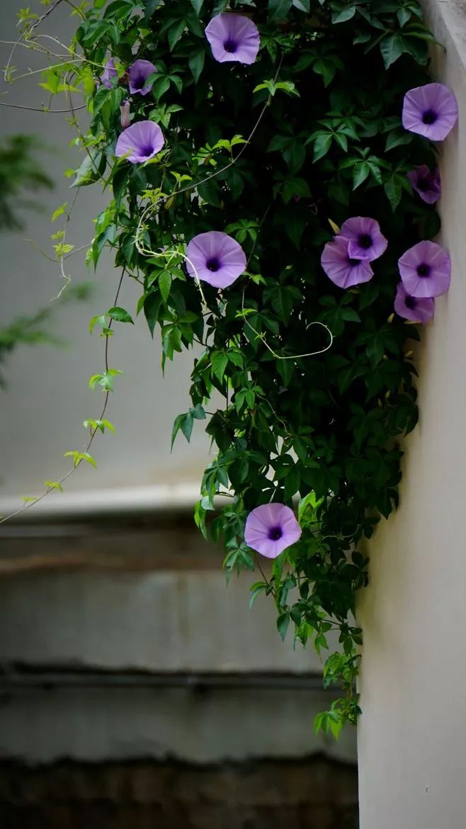 处暑节气绘画,处暑不出头割谷喂老牛什么意思