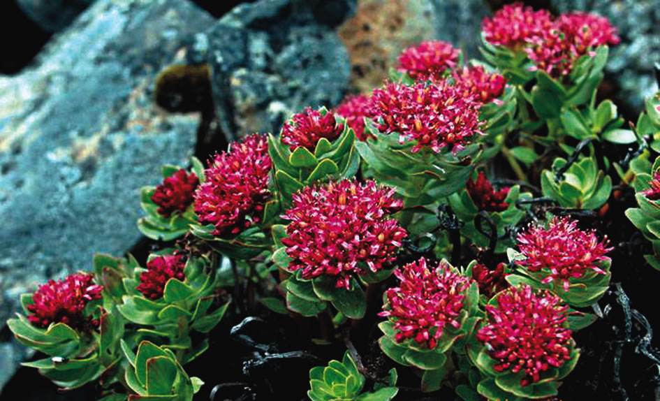 康熙王朝西药,康熙治病的特效药