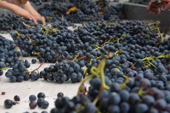 怎么花最少的钱买好菜,怎么选好喝又便宜的酒