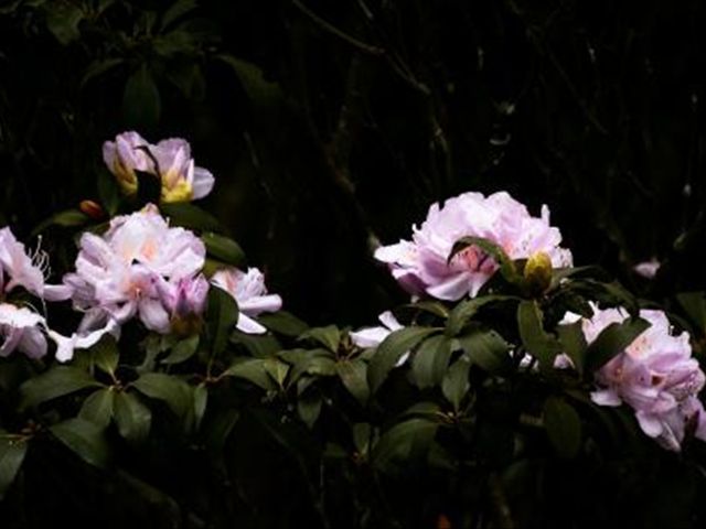 杜鹃花根茎腐烂是怎么回事,杜鹃花根部生虫怎么治