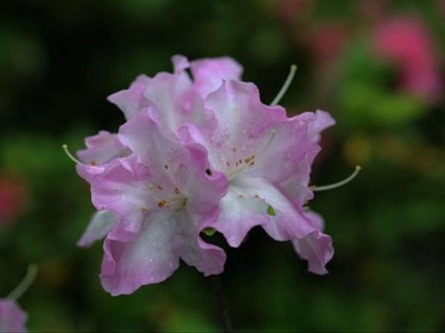 杜鹃花根茎腐烂是怎么回事,杜鹃花根部生虫怎么治