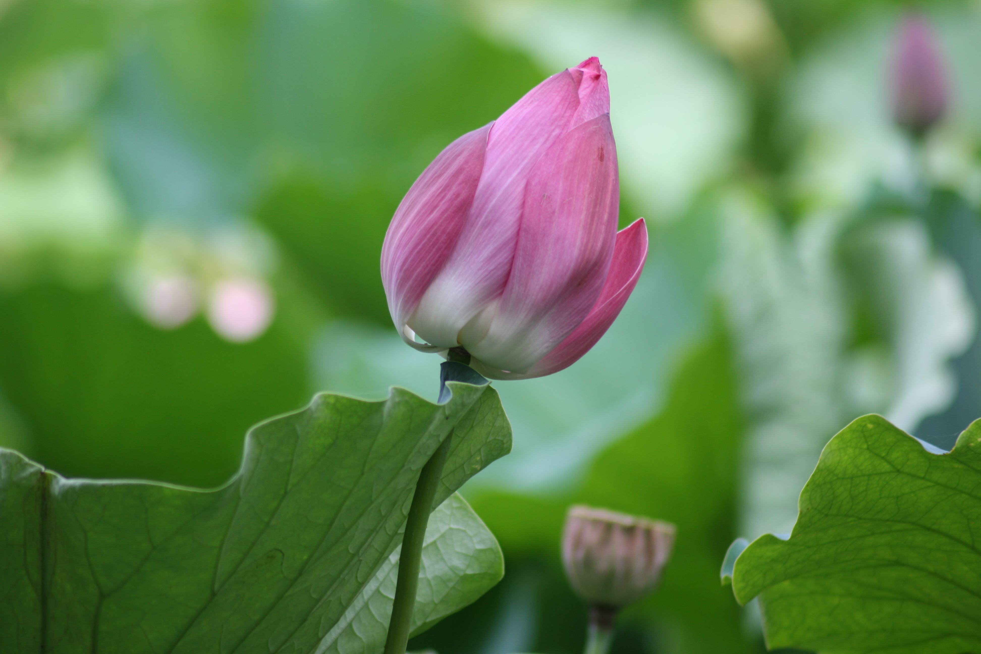 面试官问怎么营销,面试官问怎么推销自己
