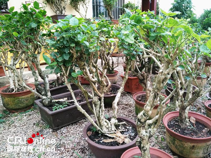 茉莉花之乡广西横县经济,广西南宁横县茉莉花之乡