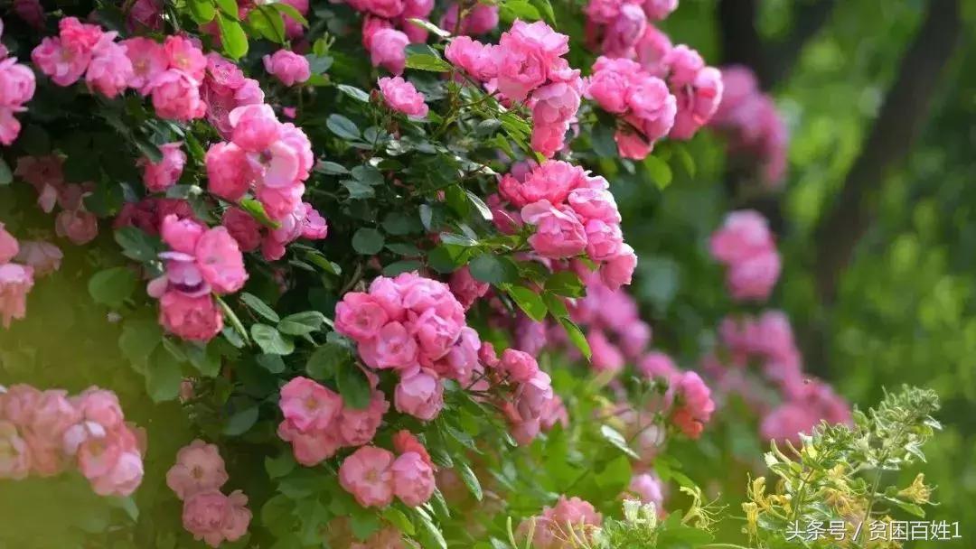 听风淡看世间沧桑内心安然无恙,笑看世事沧桑内心安然无恙