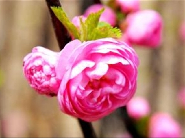 木菊花该如何养殖?学会这几种方法可以让木菊花爆盆