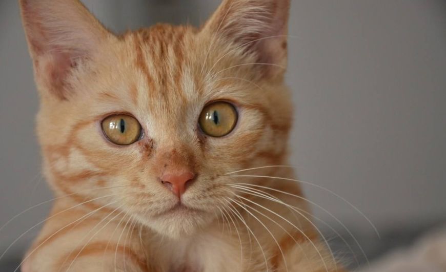 如何清理猫毛?资深铲屎官教你四个方法,治标又治本