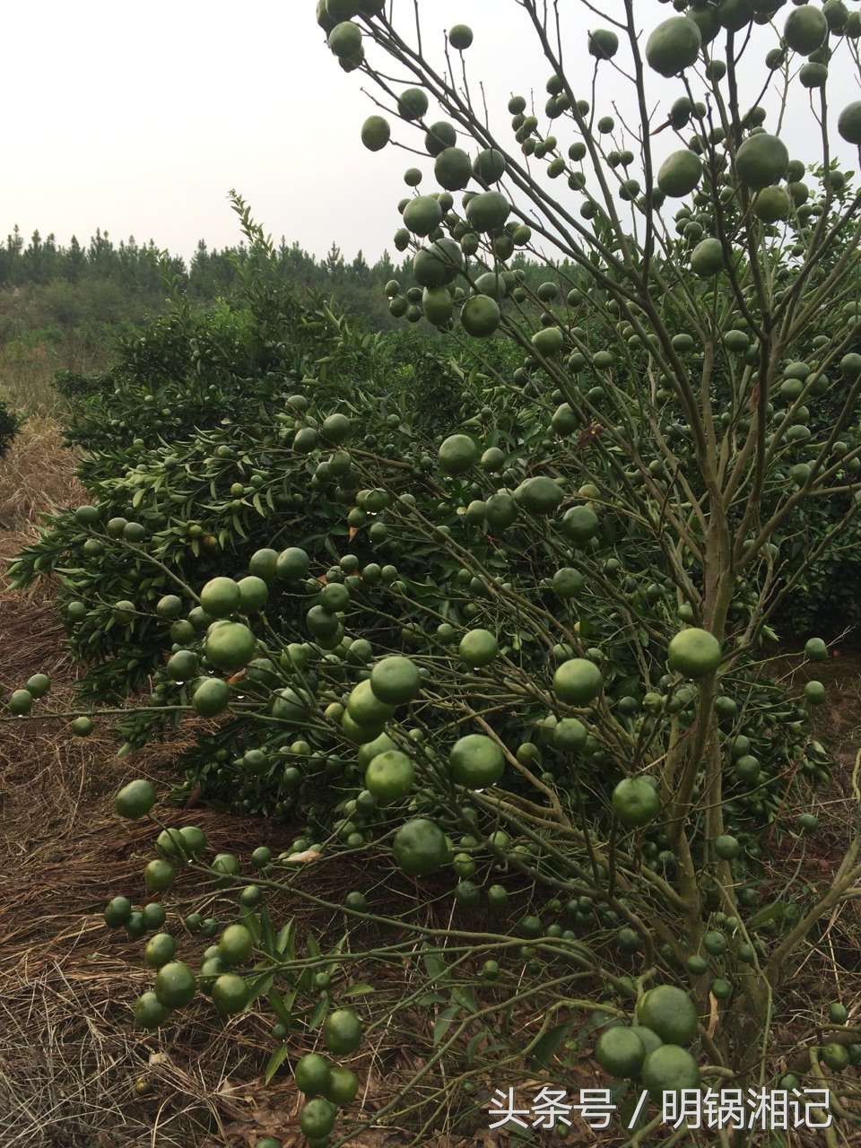荔浦果农种植技术,广西果农种植户