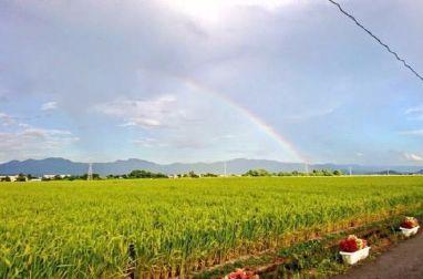 甲子园的少年,甲子园的哭泣