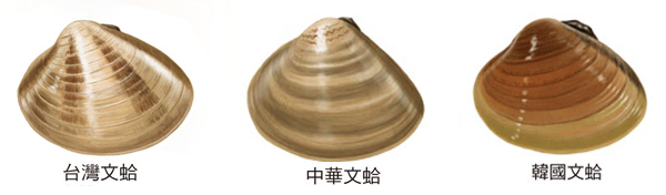 蛏子贝壳类海鲜,贝类海鲜有哪些毛蚶