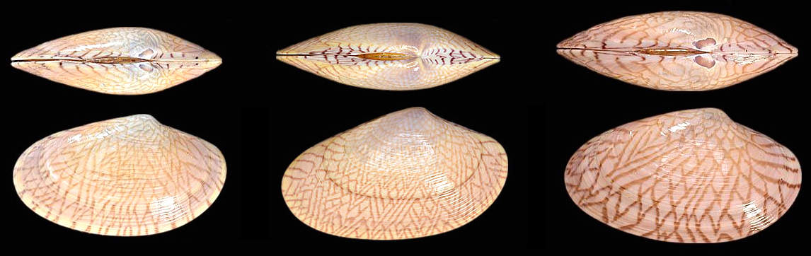 蛏子扇贝各种贝类如何区分,海鲜蛏的品种大全