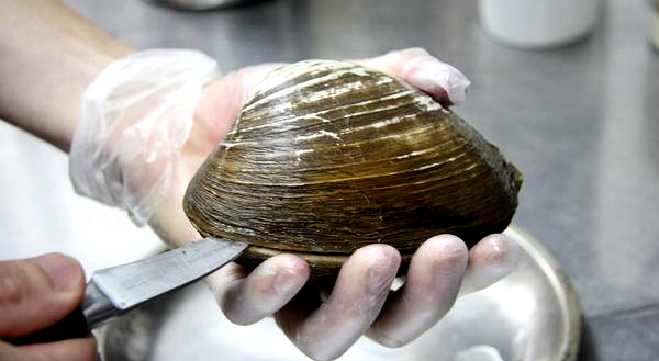 蛏子贝壳类海鲜,贝类海鲜有哪些毛蚶